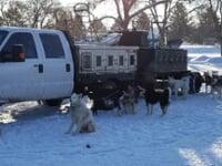 SuperBowl LII, Dog Sledding with Verizon